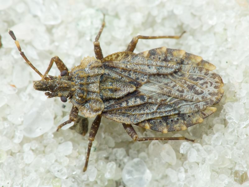 Aradus betulae (Linnaeus, 1758)